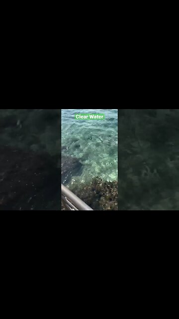 Crystal Clear Water In Cozumel #shorts