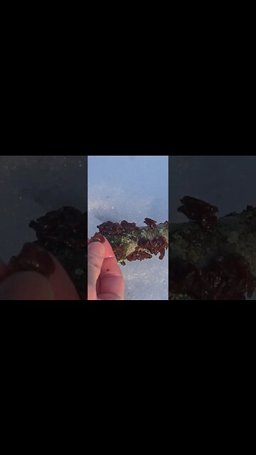 Frozen Mushrooms! 3 Fungi to Forage in the Winter