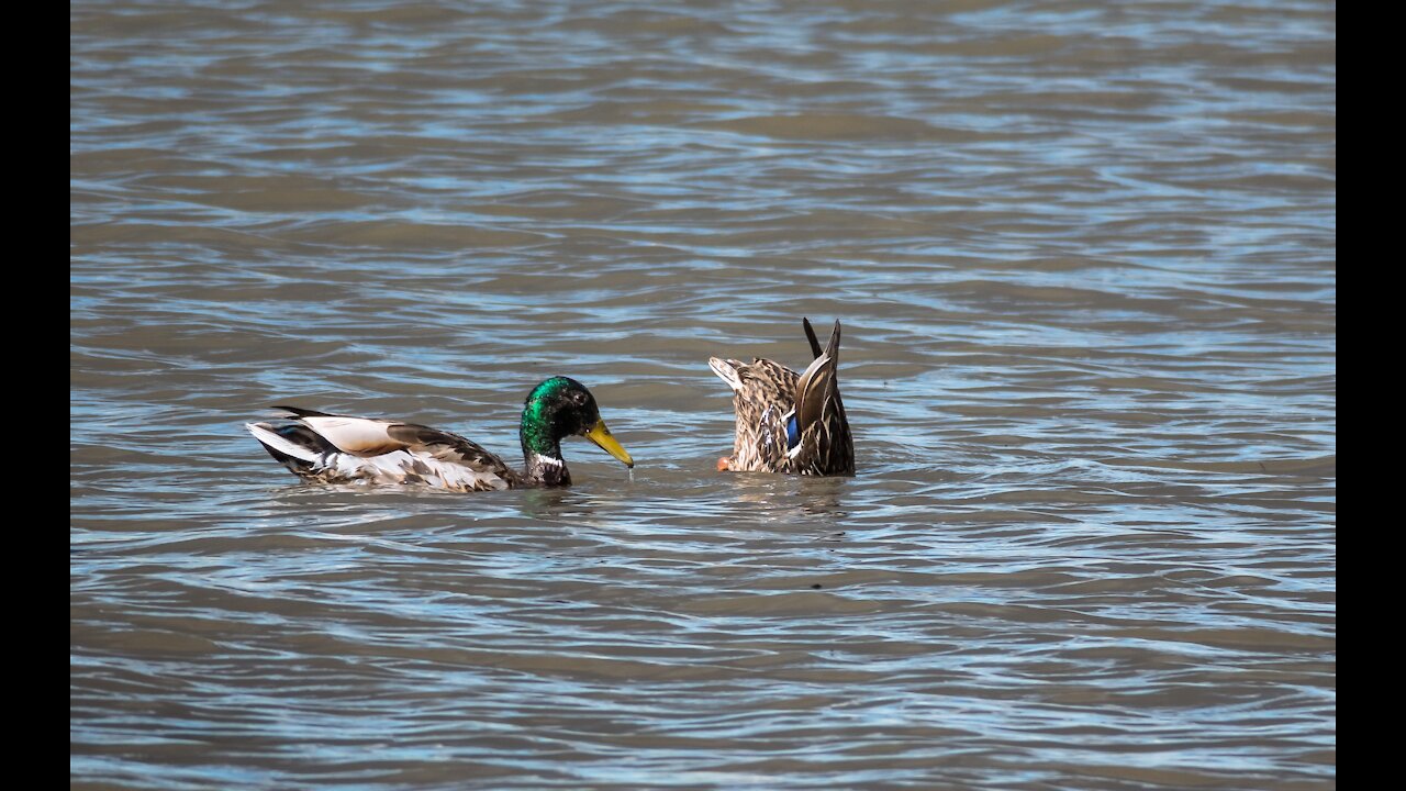 Pretty Duck taught the companions how to dive