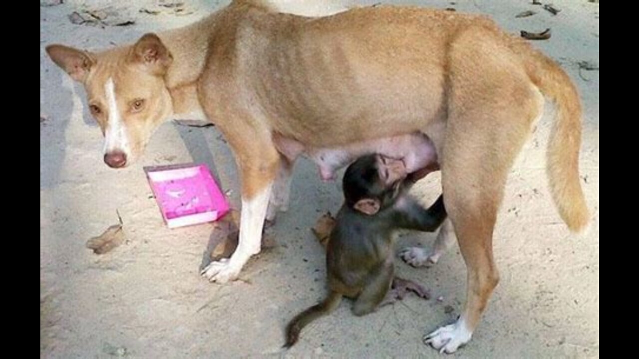 monkey with dog