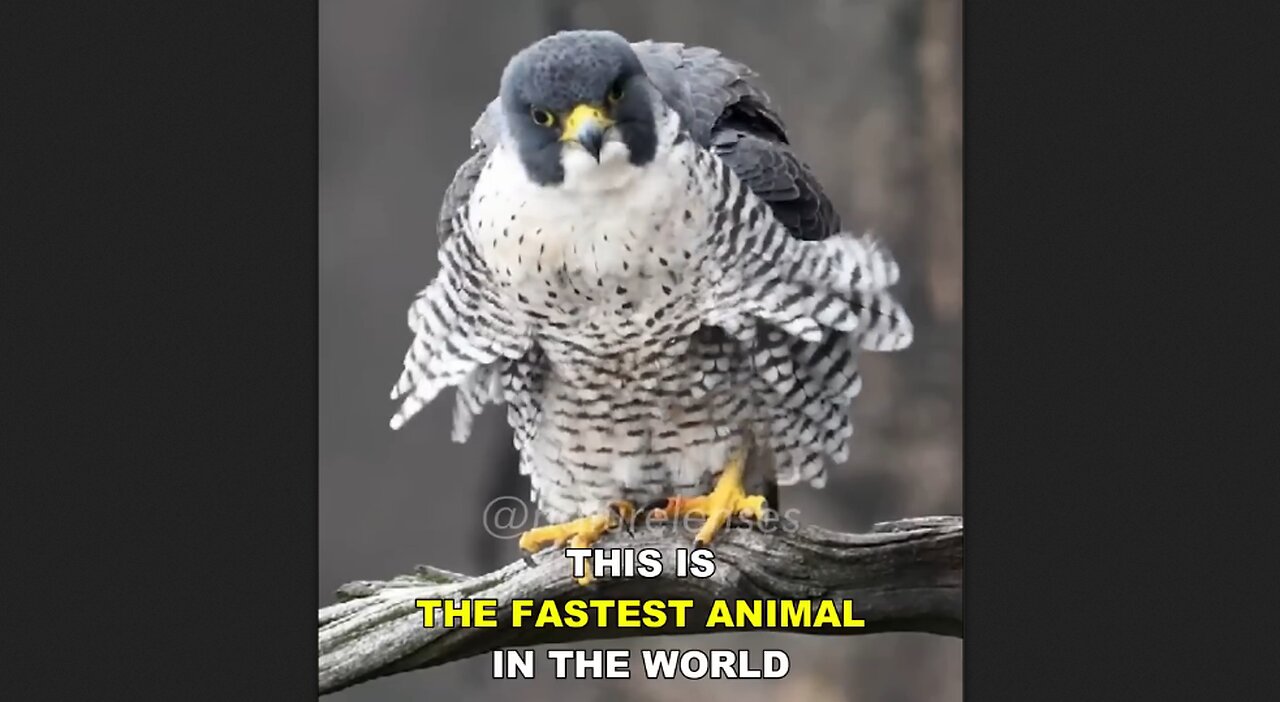 The Peregrine Falcon Is The Fastest Animal In The World