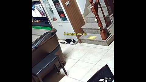 Cat & Owner play hide and seek