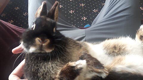 Rabbits destroy bowl
