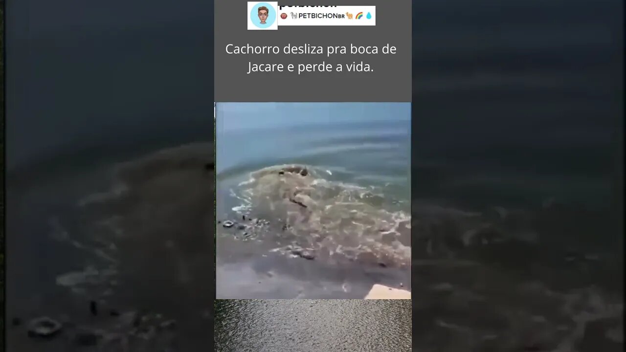 Jacare garante jantar quando cachorro vacila e é comido