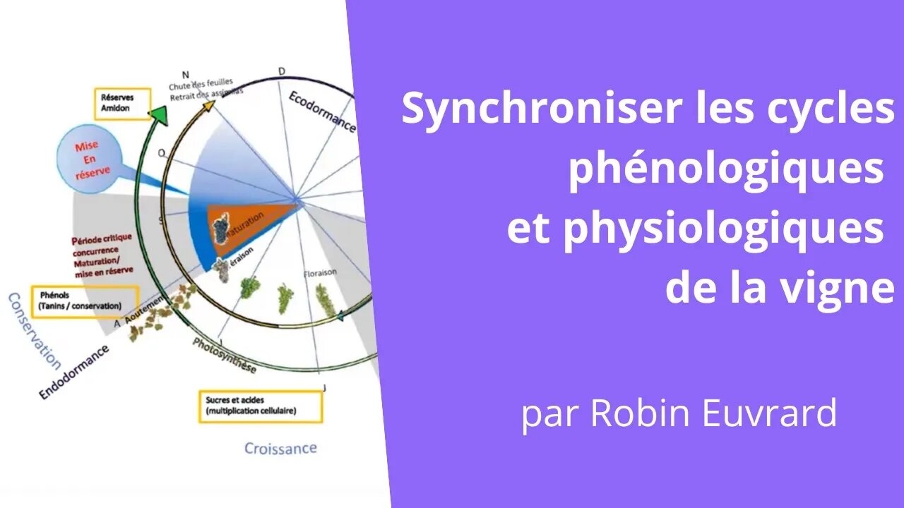 Synchroniser les cycles phénologiques et physiologiques de la vigne , Robin Euvrard