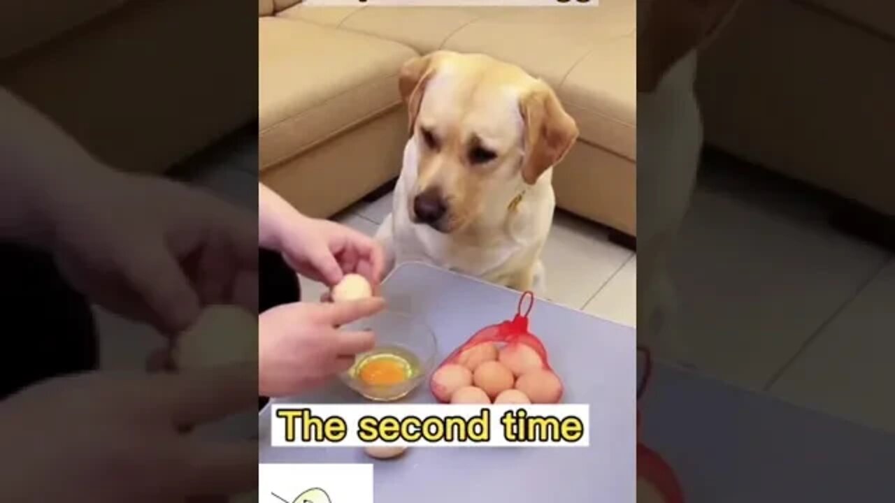 Dog 🐕 helping to knock eggs 🥚 !! #justforlaugh #likeandshare #support #dogowners #funnyvideo