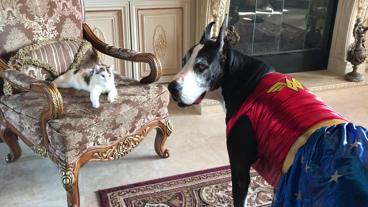 Cat Swipes Great Dane Wonder Woman Great Dane's Favorite Chair