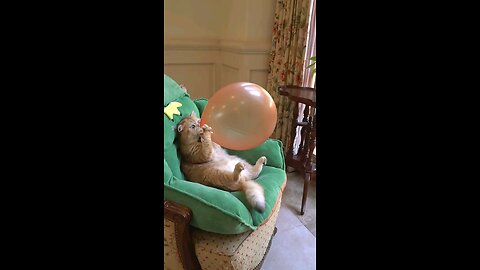 Cat Very very Funny Video #trending #rumble