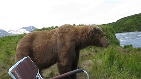 bear sits next to guy.