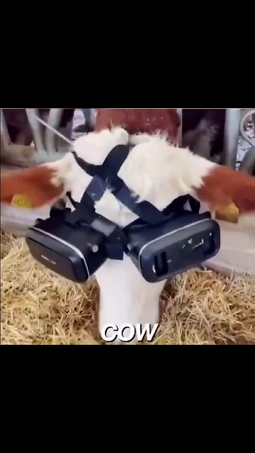 Cows wearing augmented reality goggles what they’ll do next?