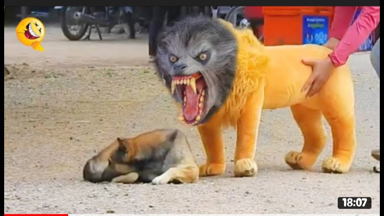 Troll Prank Dog Funny & Fake Lion and Fake Tiger Prank To dog & Huge Box Prank to dog 😂😂