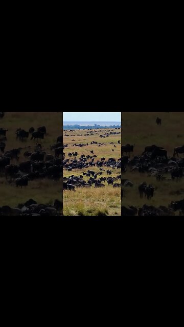 The Great Migration Fills The Plains #shorts | #ShortsAfrica | #Augdailyshorts