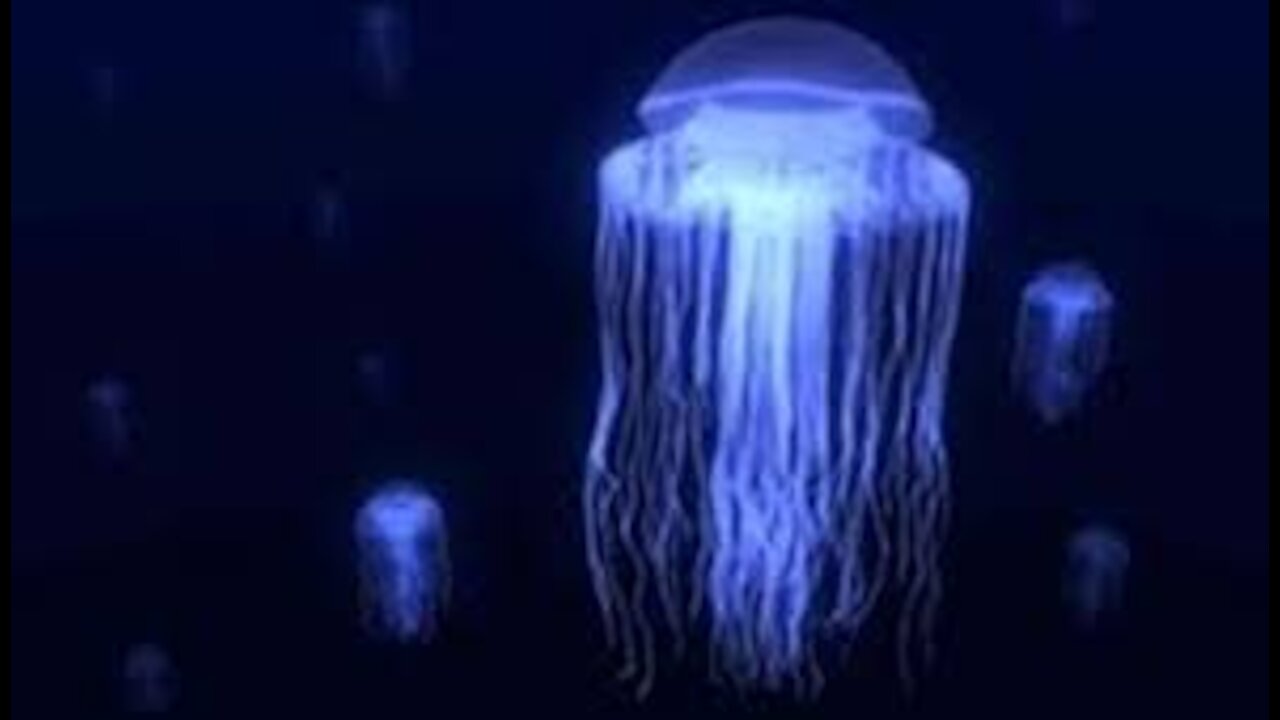 A luminous jellyfish