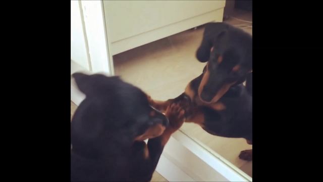 Puppy really wants to play with mirror reflection