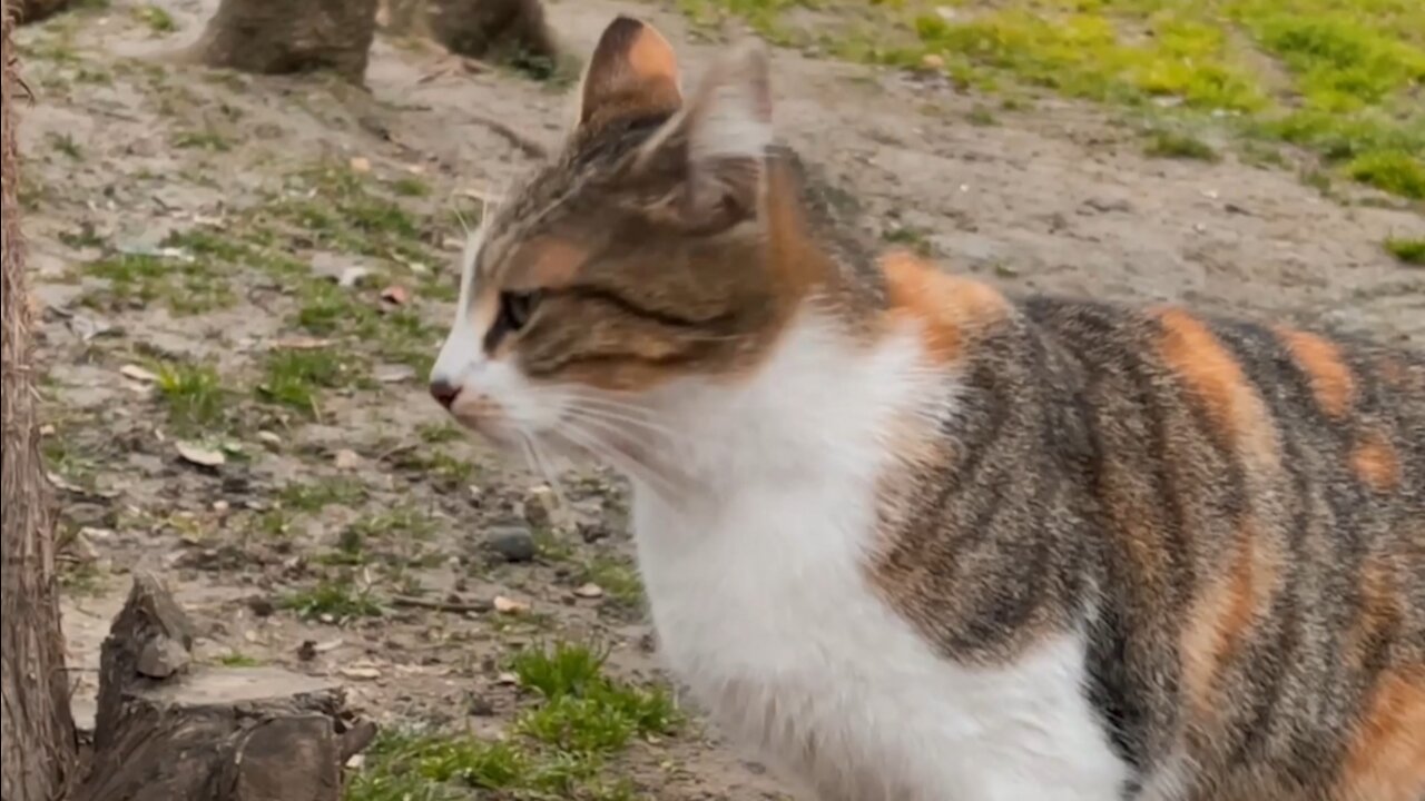 Cat Standing on Bricks