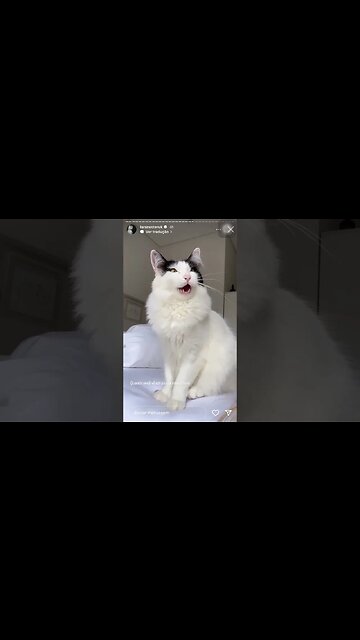 Gato da lara caçando | Lara Nesteruk