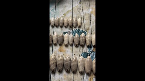 Cleaning and Polishing Seashells 4K