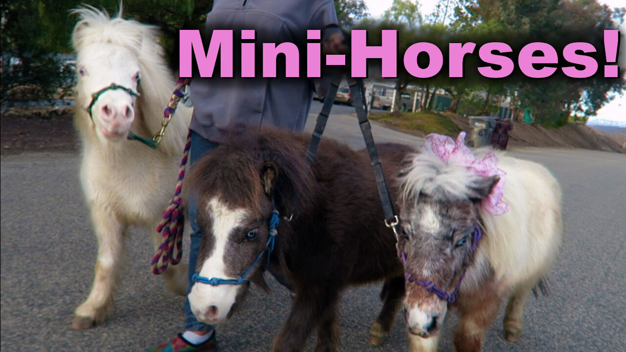 Mini Horses take a walk in "horse country"