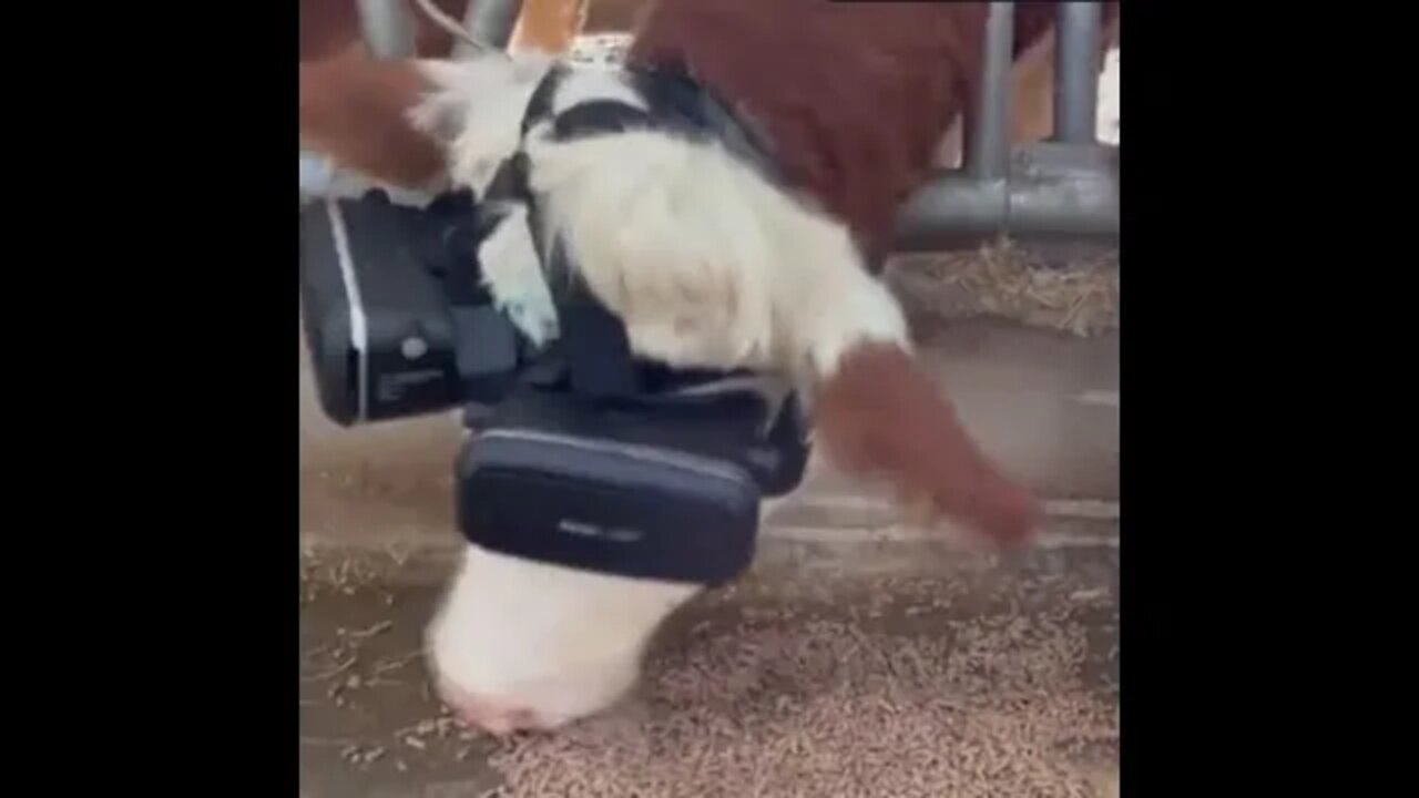 Breaking "Virtual Reality COWS Milking" / Whaaaaaaaaaaaat?