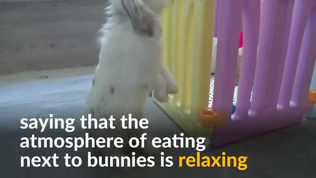 Eating while petting a bunny in Hong Kong