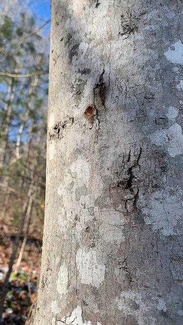 Maple Sap Dripping Before Tapping a Tree