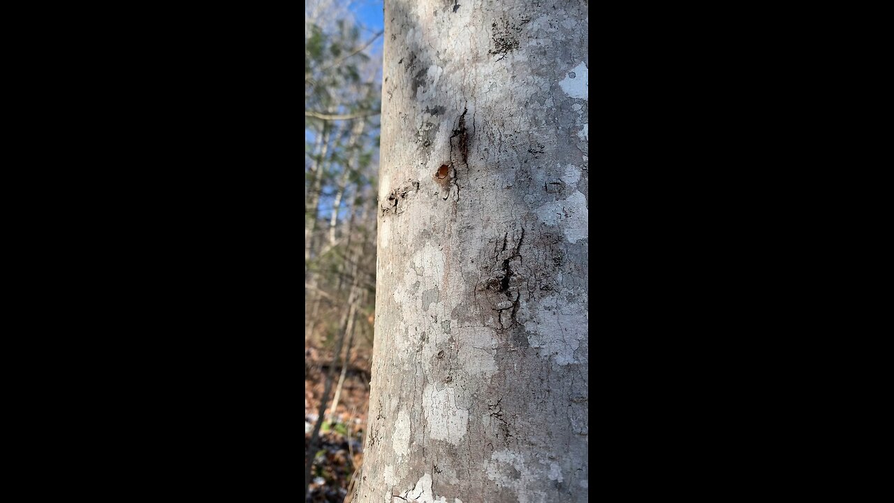 Maple Sap Dripping Before Tapping a Tree