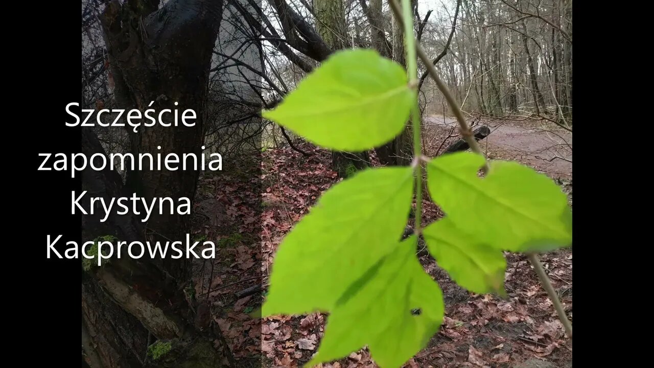 Szczęście zapomnienia - Krystyna Kacprowska