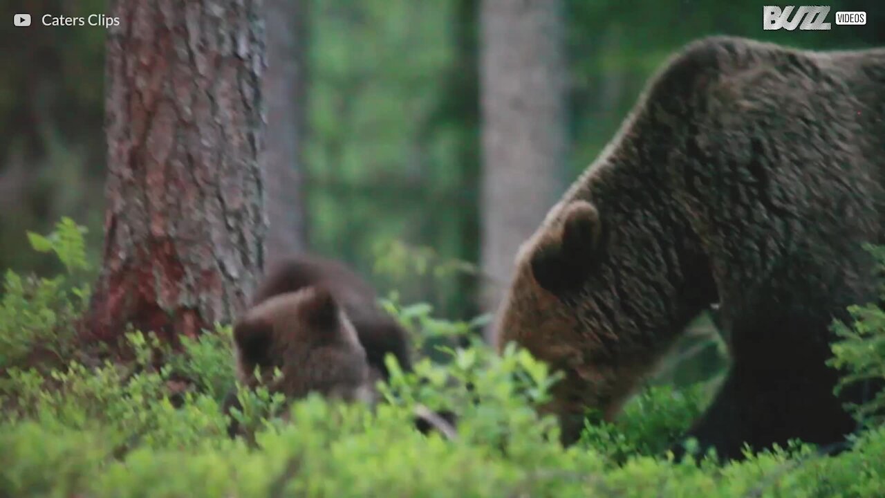 Tellement mignon! Ces adorables oursons jouent à la bagarre