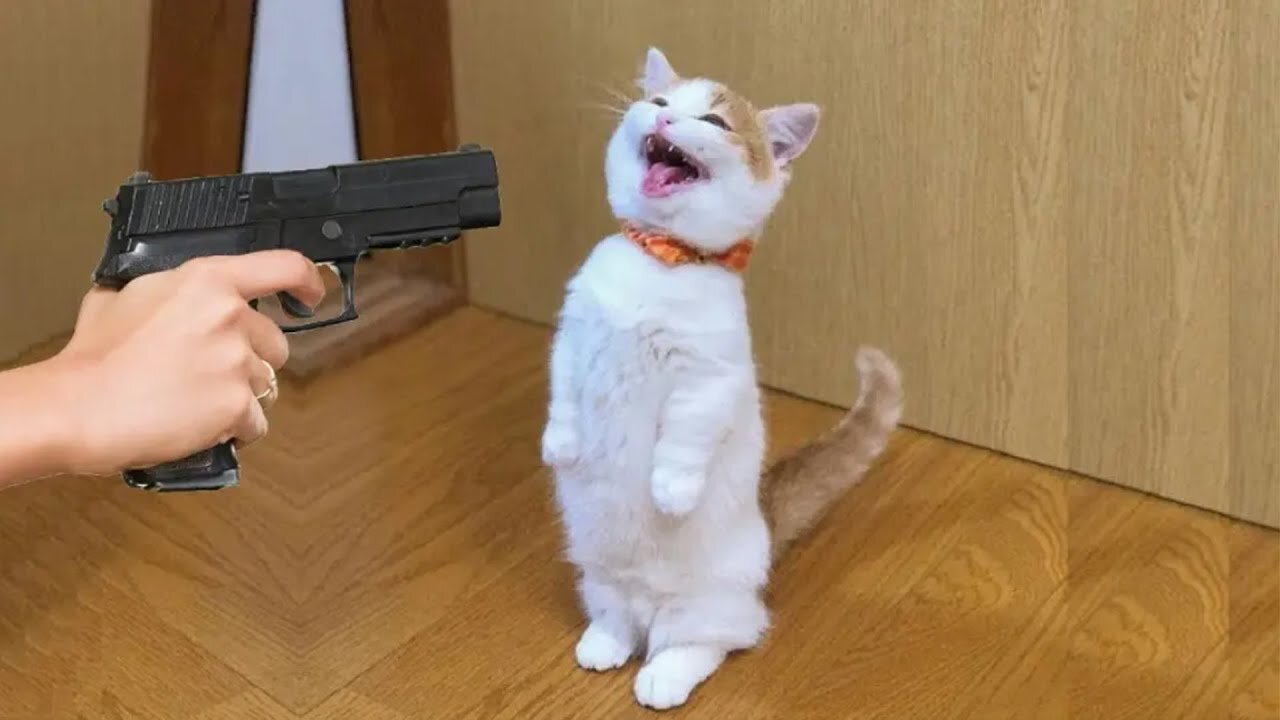 Funny cat 😽 vs gun🔫🔫 Funny animals🤣 playing dead on finger short👈