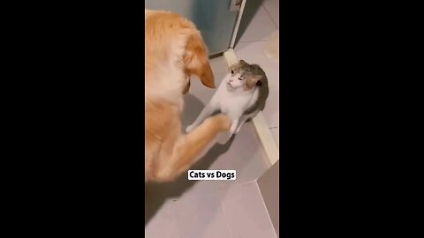 cats Vs dogs 2024