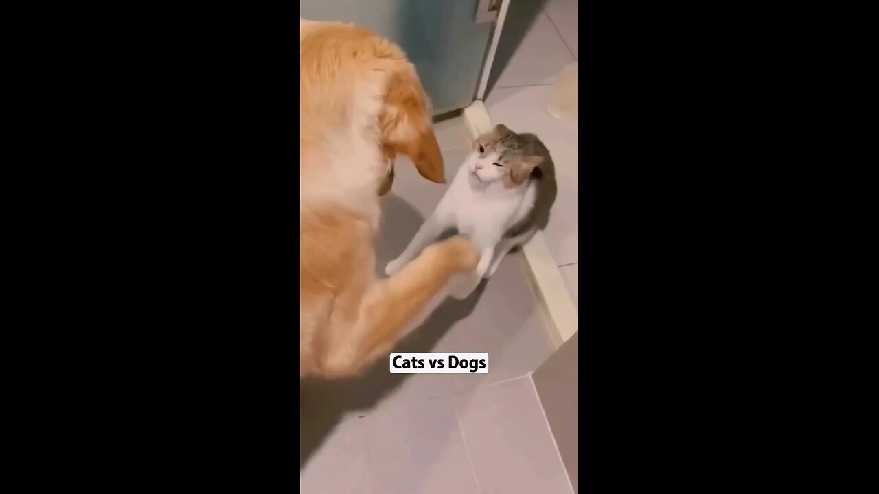 cats Vs dogs 2024