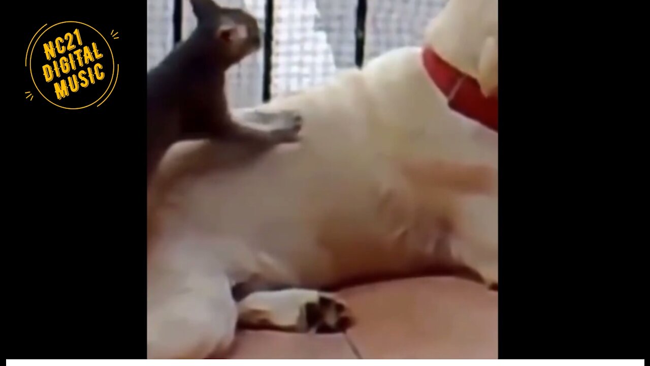 Funny Animals and Babies, Funny Cats and Dogs, Puppy Kittens, Kitty Masseuse