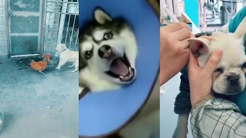 Funny Dog Videos Compilation #ShortVideo #Rumble Video