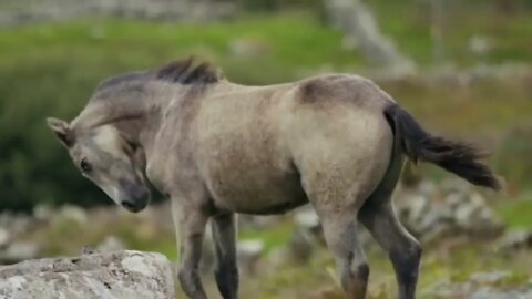 les amoureux des chevaux