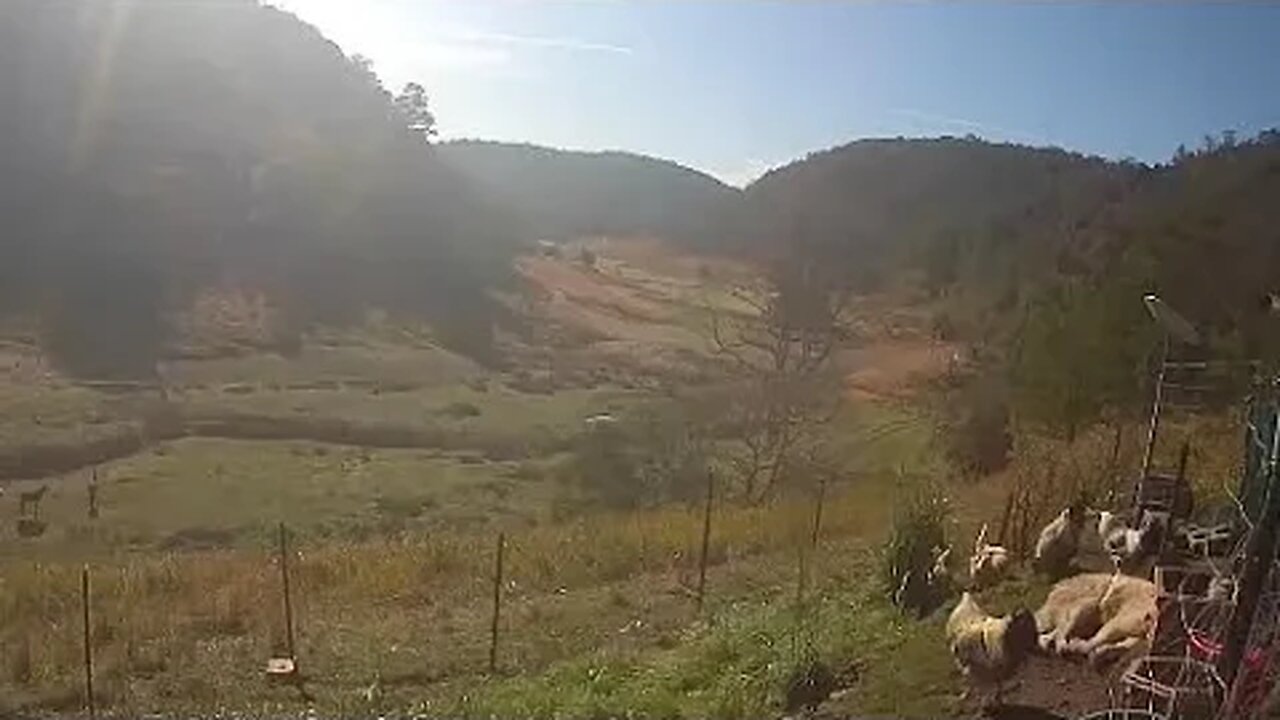 Livestock guardian guards free range birds. #maremma #freerange #livestockguardiandog