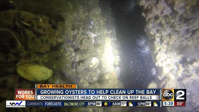 Artificial reef balls off Tilghman Island aide in cleaning up the Chesapeake Bay