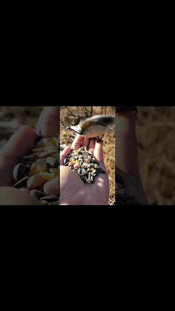 Relaxing Nature Video