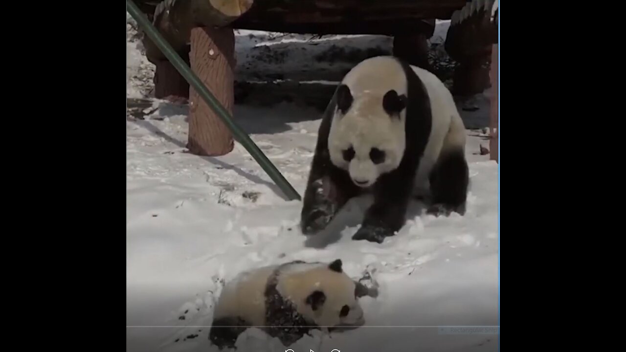 BIG PANDA TREATING BABY PANDA BAD !!!!