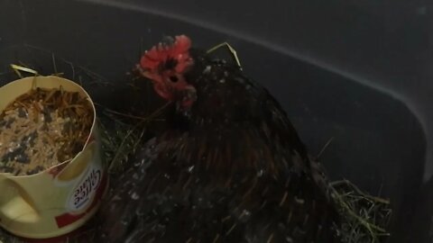 Update on my injured rooster & now i have an apparently injured Hen!!!