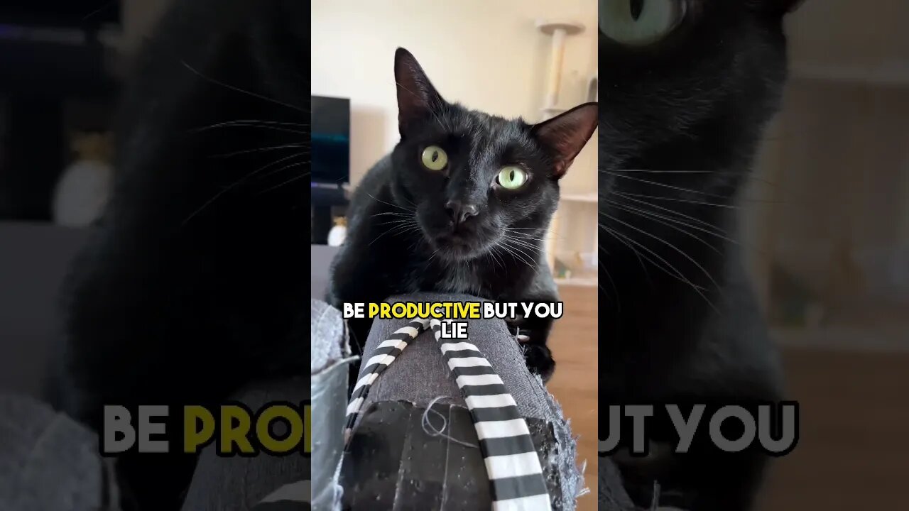 Send to someone that’s up past their bedtime⭐️#cat #blackcat #leonthecatdad #relatable #relationship