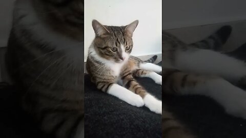Cute Cat with Pointy Ears #shorts