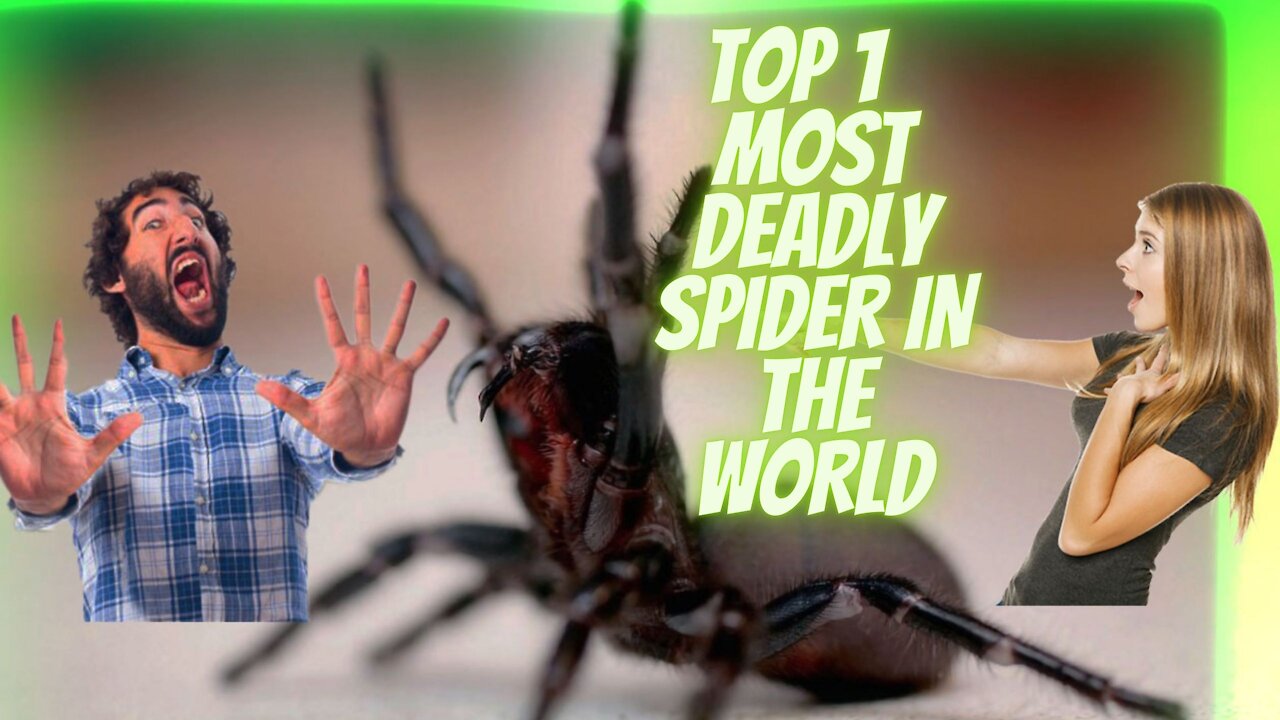 TOP 1 MOST DEADLY SPIDER IN THE WORLD