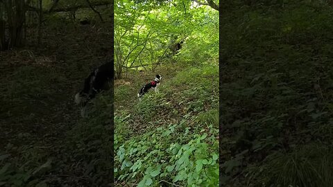 Mylo exploring the woods