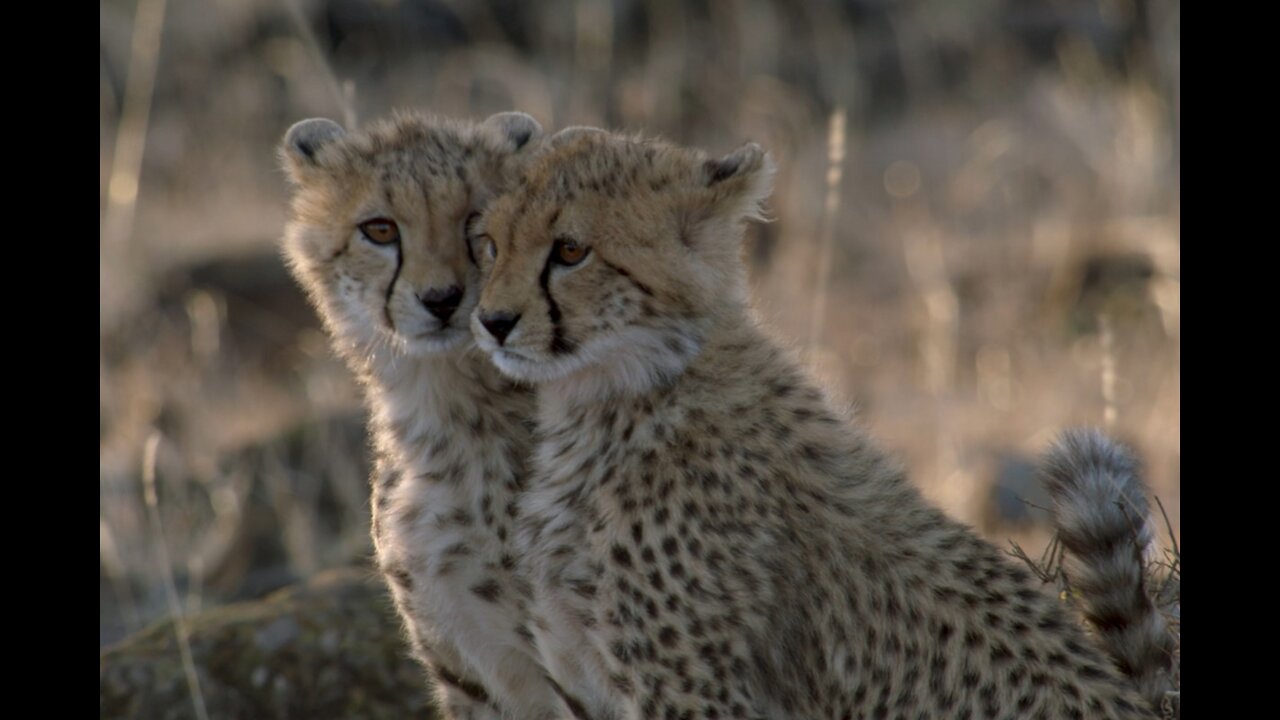 Άνθρωπος Ανάμεσα σε Τσιτάχ | Man Among Cheetahs