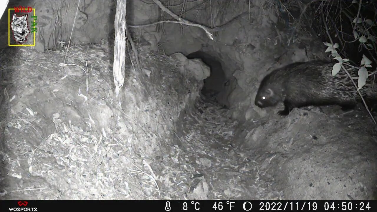 Is Porcupine cornivorous? #Porcupine #cornivorous #Experiment