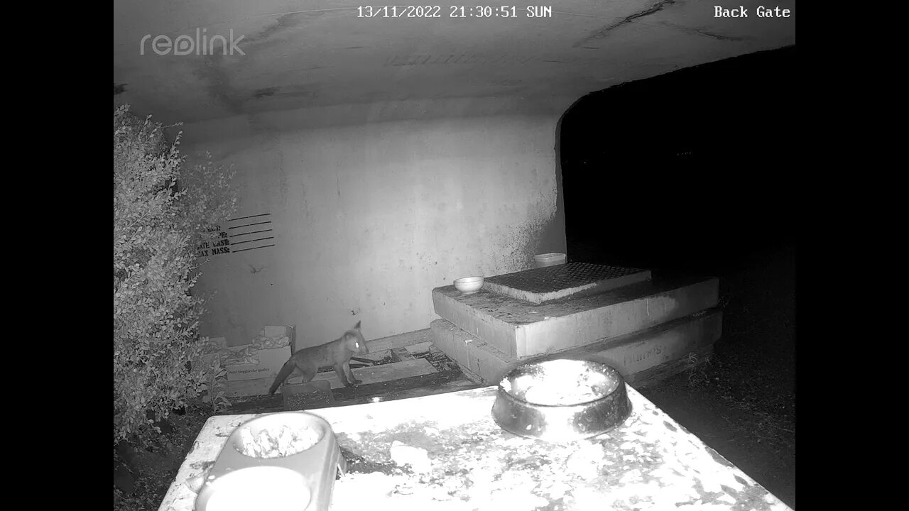 Dominant baby fox 13:11