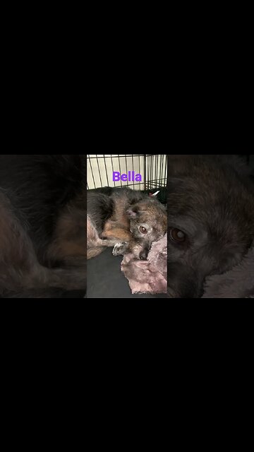 [Shorts 0191] BELLA [#dogs #doggos #doggies #puppies #dogdaycare]