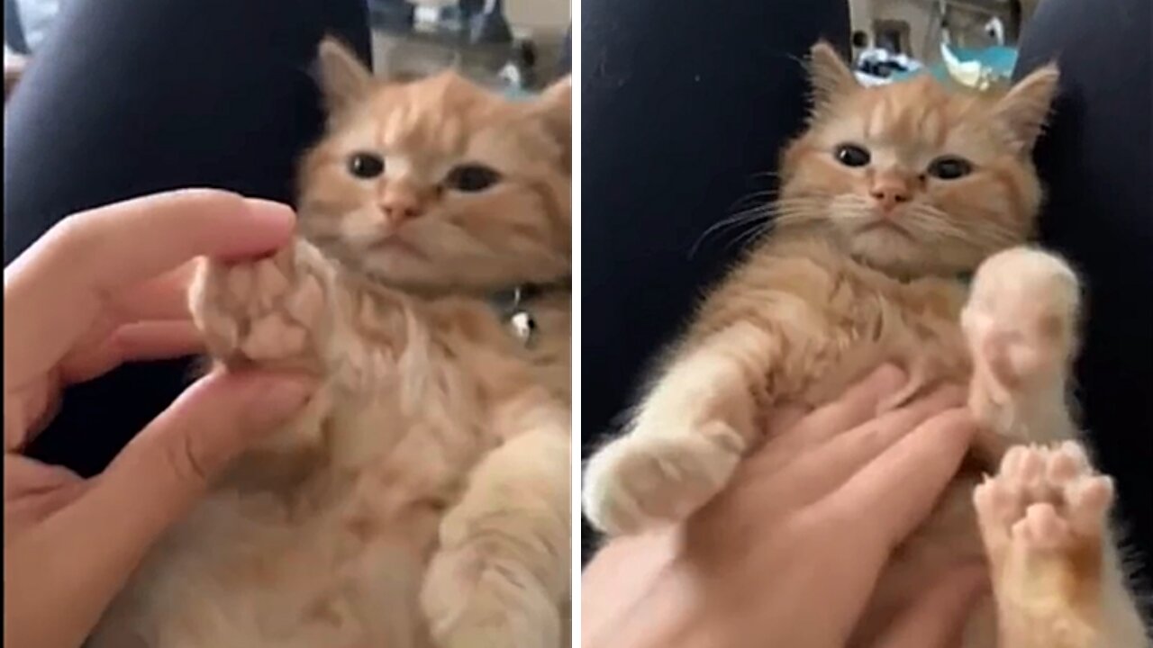 Playing With My Cute Kitten | Funny Cat Video