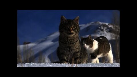 Gatinhos fofos - Animais Lindos