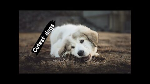 cutest and funny dogs compilation -baby dog -animal